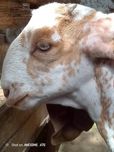 بکری اور پٹھ