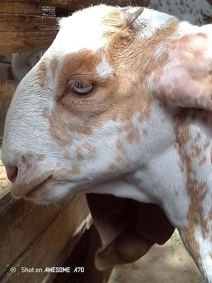 بکری اور پٹھ 0