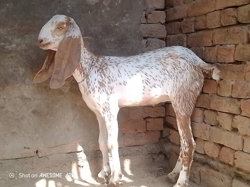 بکری اور پٹھ 1
