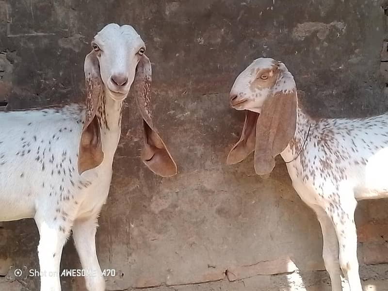 بکری اور پٹھ 2