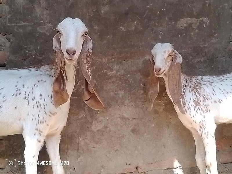 بکری اور پٹھ 3