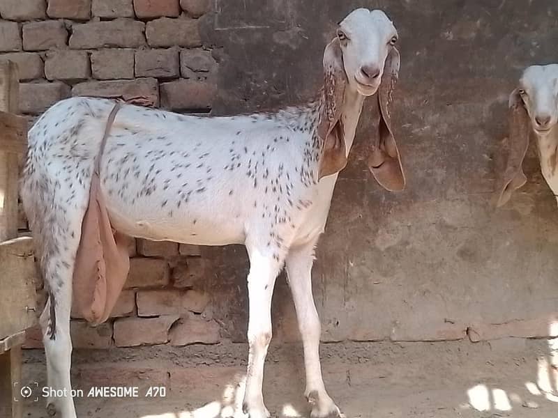 بکری اور پٹھ 4