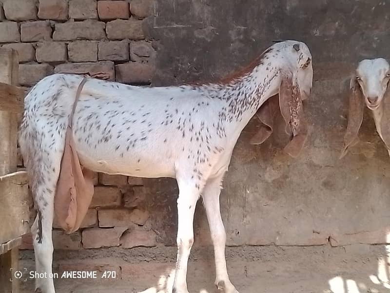 بکری اور پٹھ 5