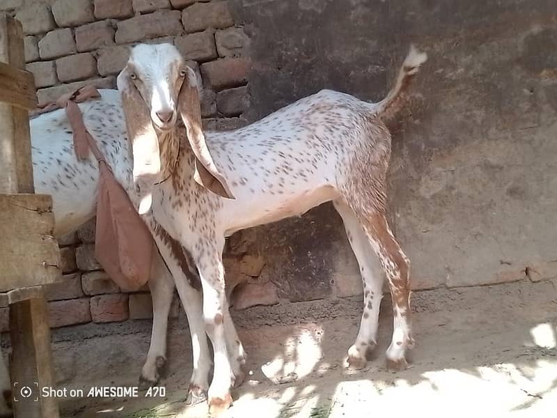 بکری اور پٹھ 6
