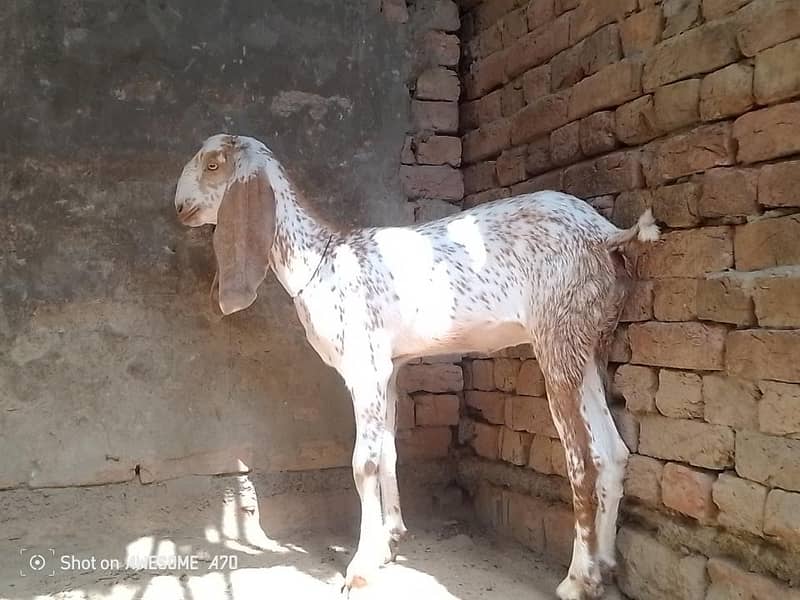 بکری اور پٹھ 7