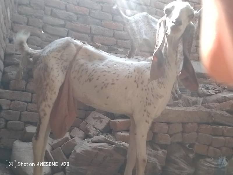 بکری اور پٹھ 8