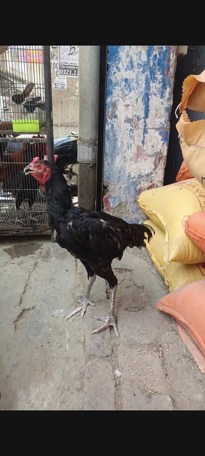 aseel thai patha 0301/4422/538 whtsapp only