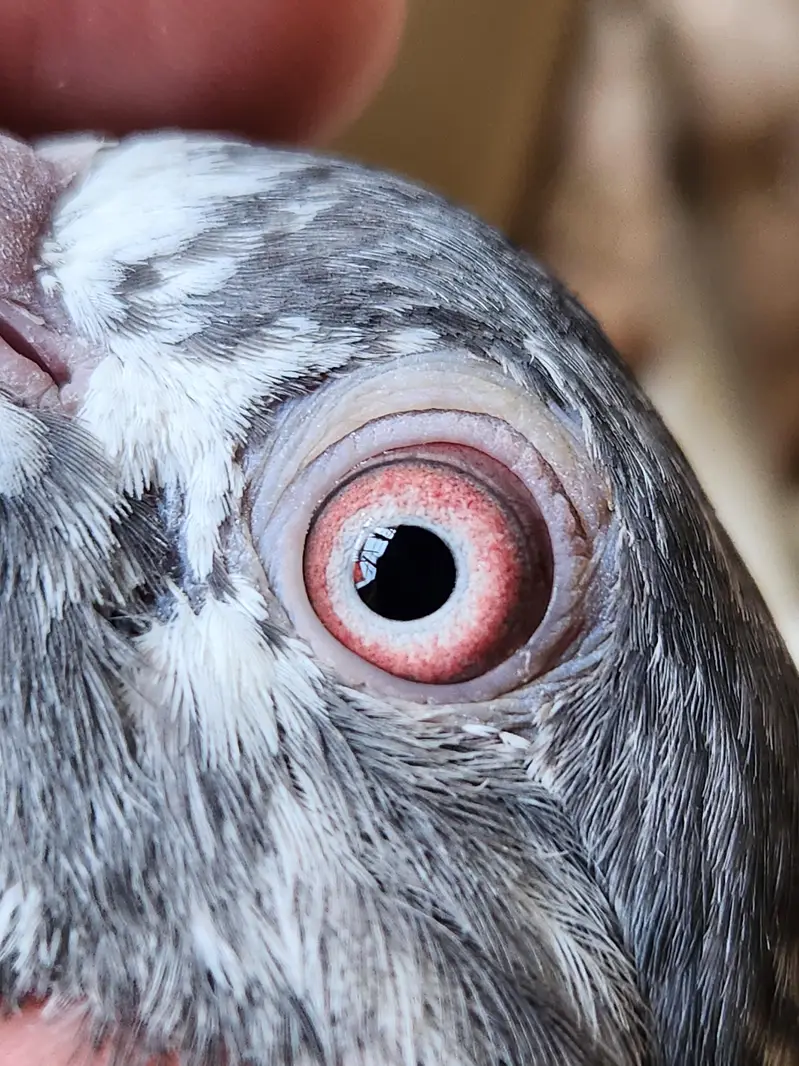 Pigeons for sale. 03266966686