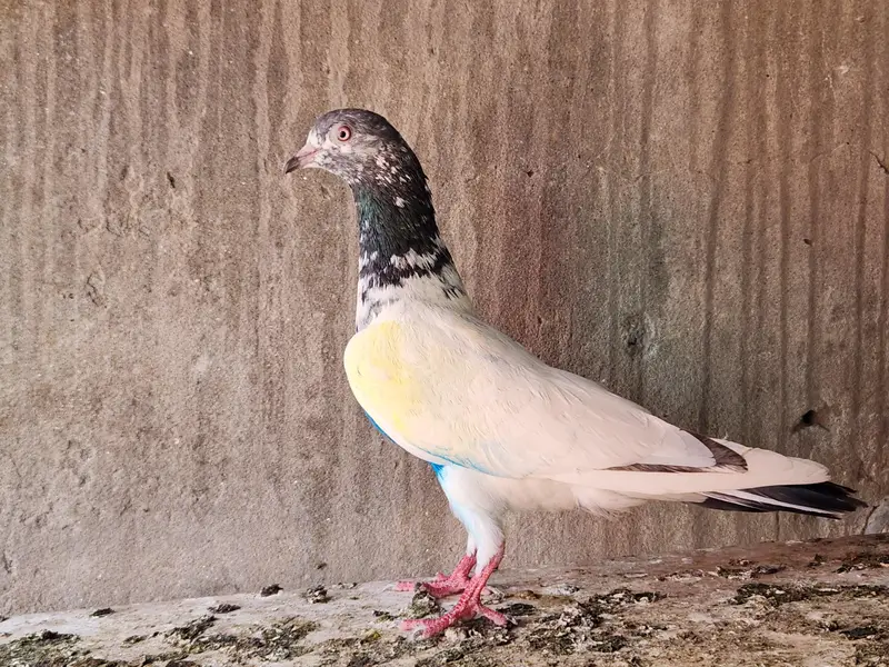 Pigeons for sale. 03266966686 — photo 3