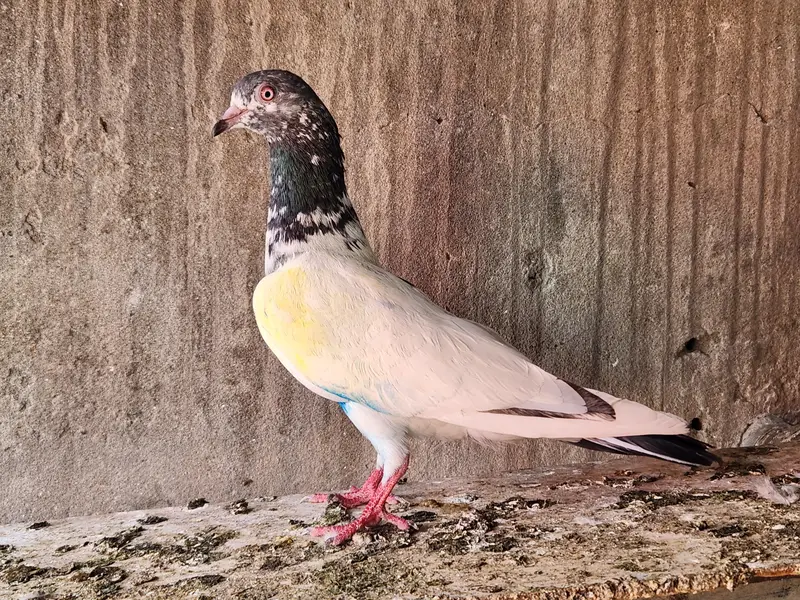 Pigeons for sale. 03266966686 — photo 4