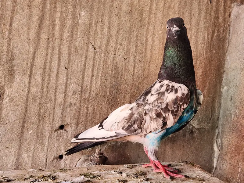 Pigeons for sale. 03266966686 — photo 9