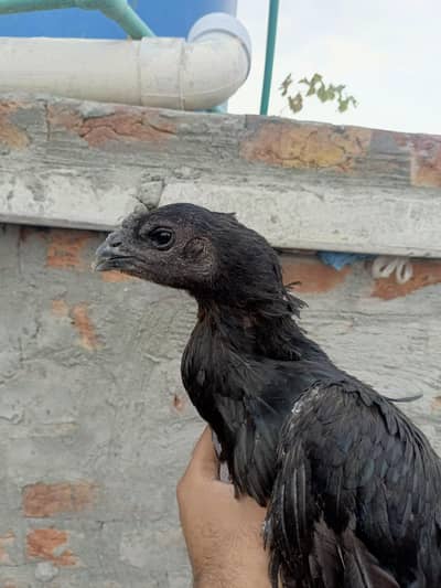Black dragon pathiyan for sell
