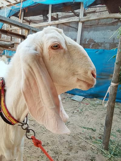 gulabi Rajan poori bakri 4 dant 03329220221