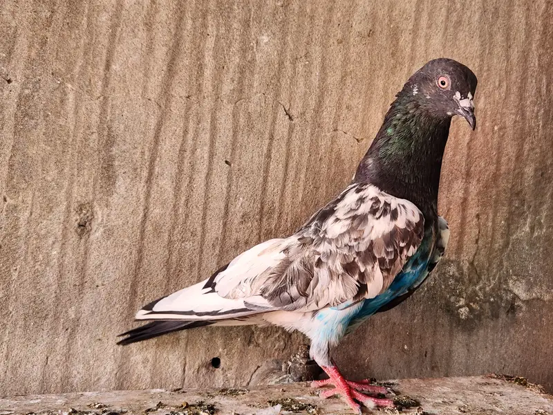 Pigeons for sale. — photo 7