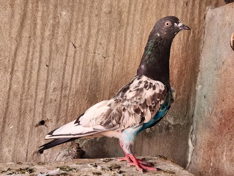 Pigeons for sale. — photo 8