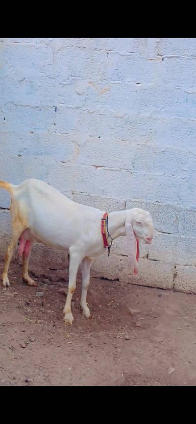 Pure Rajanpuri Bakri pregnant