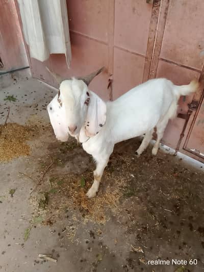 pahadi bakra