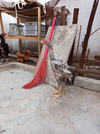 Aseel Shaamo male chick