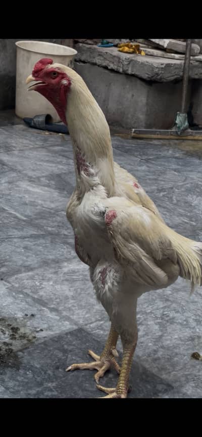 White shamo pair