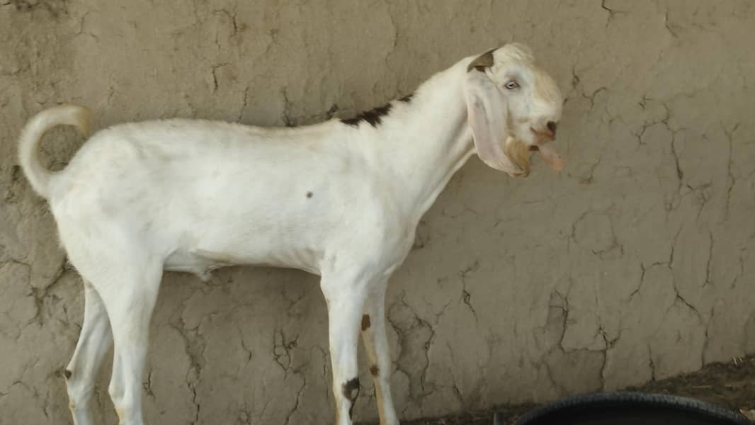 breeder bakra 0