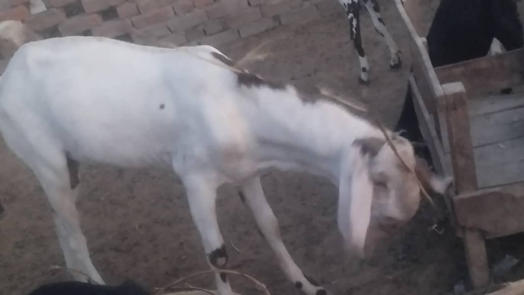 breeder bakra 1