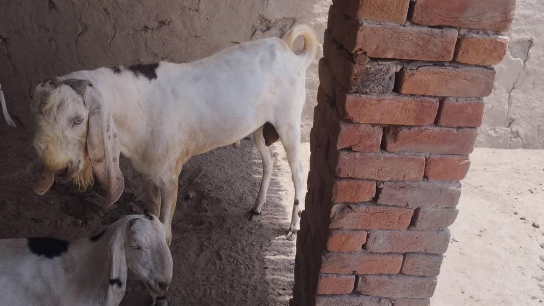 breeder bakra 2