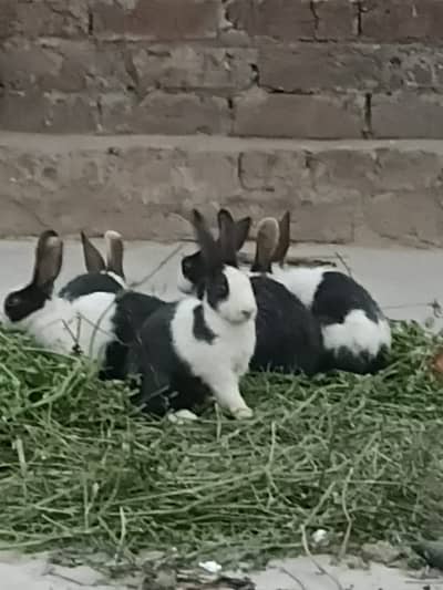White red eyes and black white