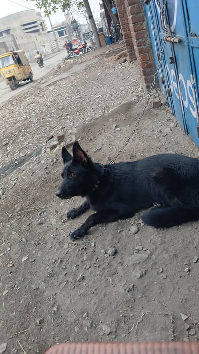 Black jarman shafit
