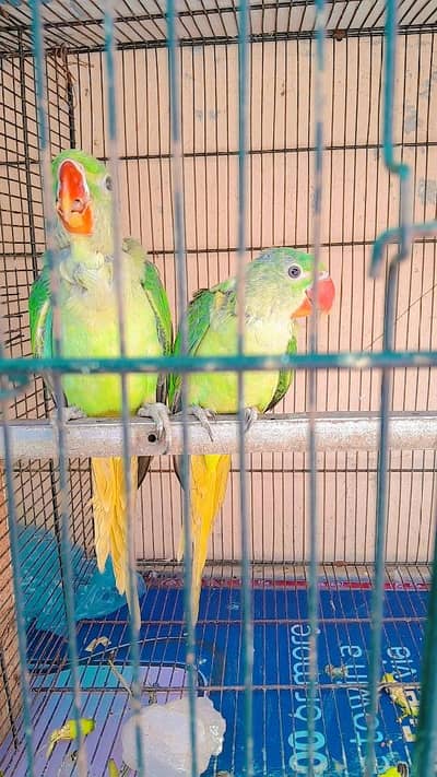 Kashamiri Raw Parrot Self Peice