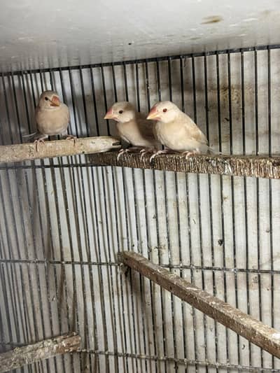 Fawn Java chick