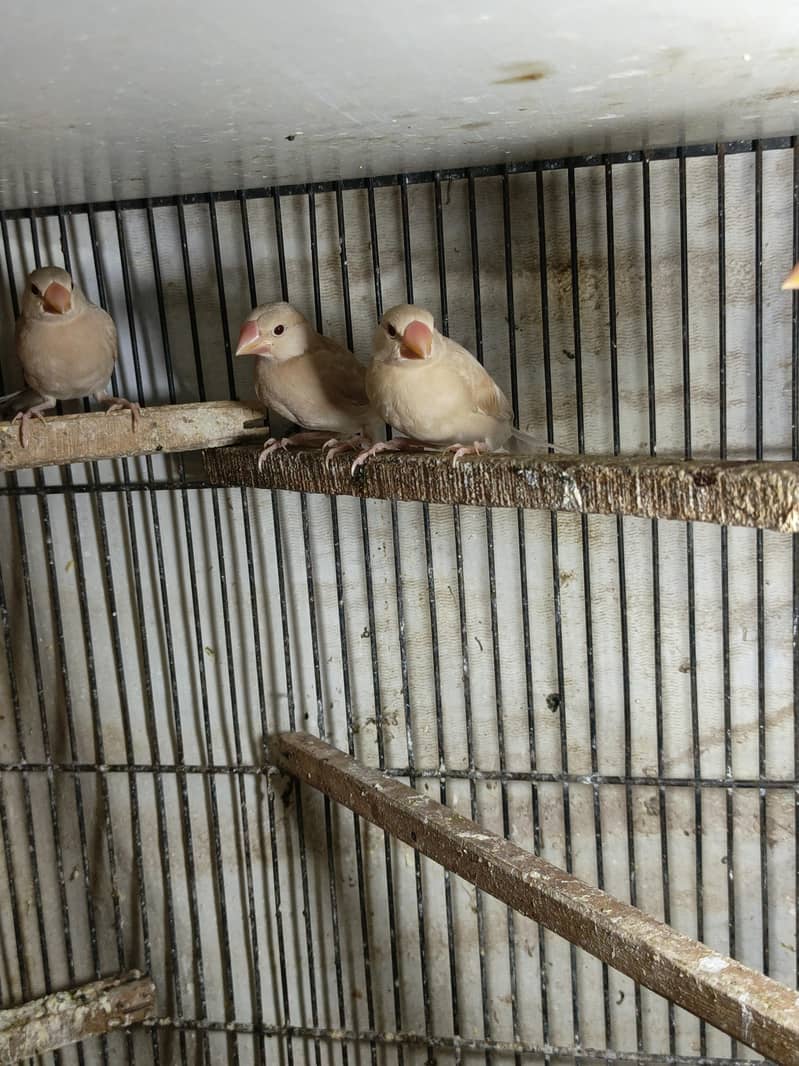 Fawn Java chick 3