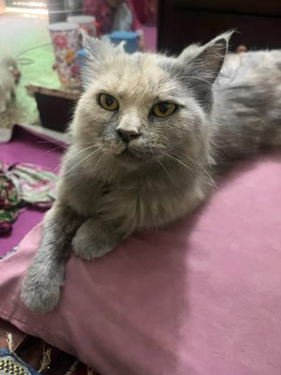Dilute calico cat or kittens for sale kitten price each 12000