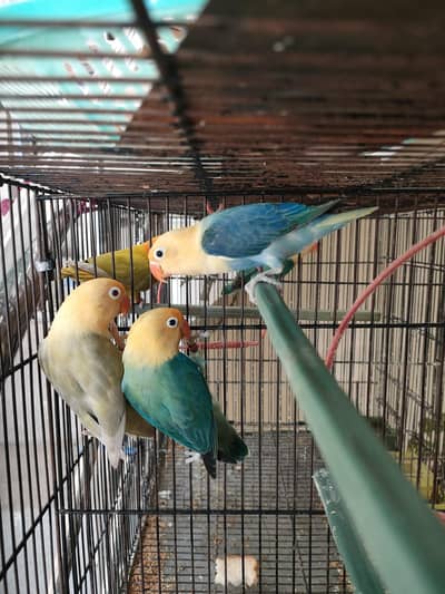 Love Birds Breeder pair For Sale
