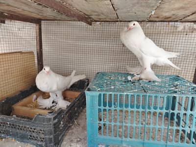 gubara kabotar gobara