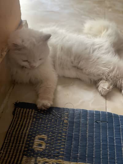 Cat for sale serious burger contact me