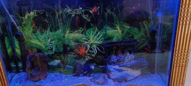 aquarium