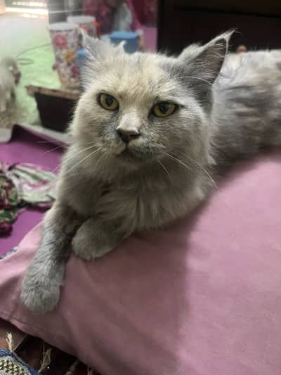 Dilute calico female at for sale