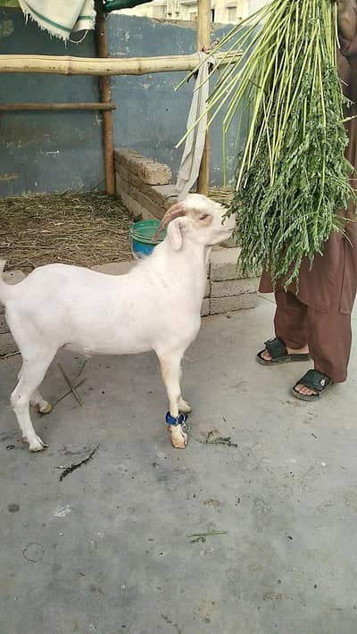 Tapra Codu Male Top Quality