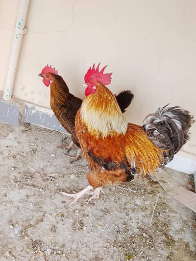 Golden Misri Breeding Pair