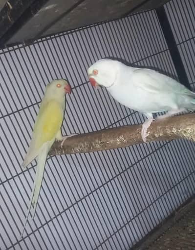 ringneck breeder pair