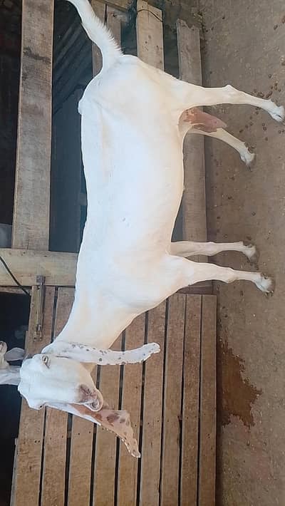 Beautiful 2 Years Old Female Goat with two female kids for Sale