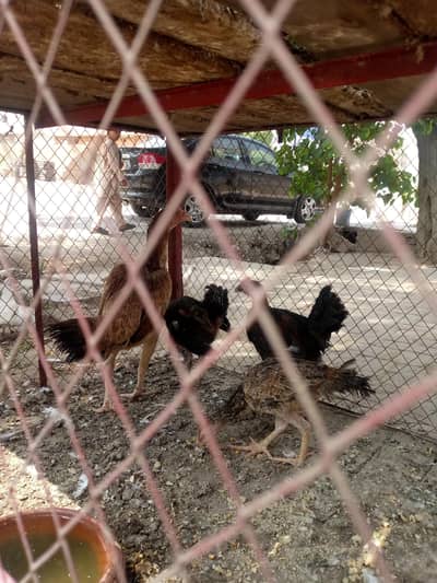 want to sale aseel hen