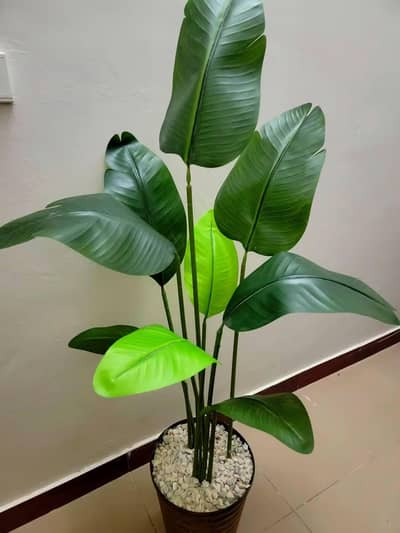 New. Banana plant with pot