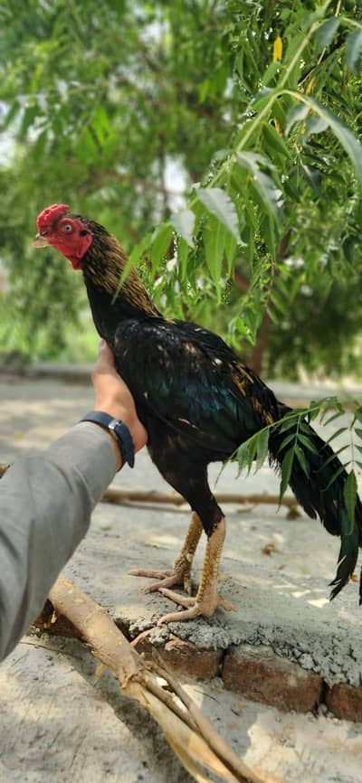 pure lasani mianwali aseel
