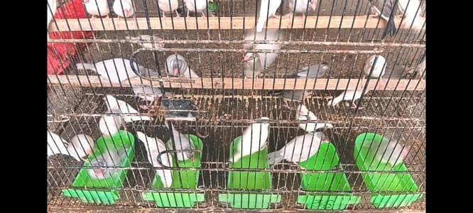 white java 100 percent breeder pairs available