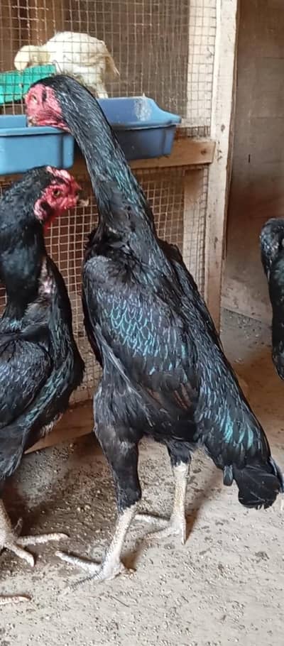 german shamo eggs available