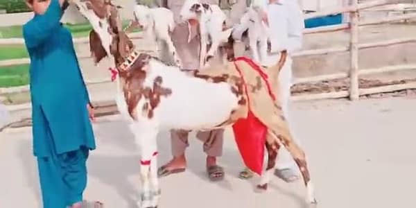 3 Bacchon Ka Sath Desi Bakri For Sale _ 03274139425