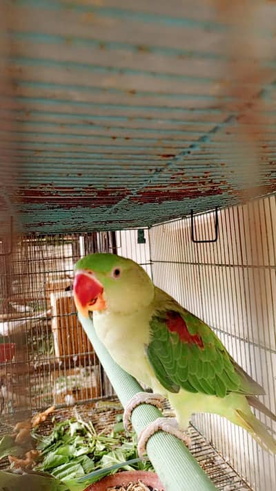 raw parrot karachi breed 8 months