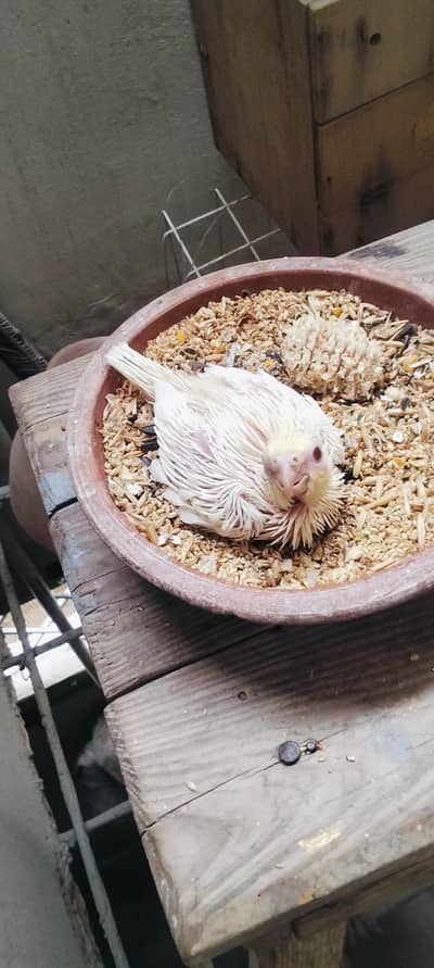 Cockatiel Breeder Pair