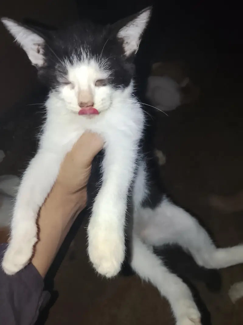 cats for free kittens only for pet lovers plz only real cat lover — photo 2